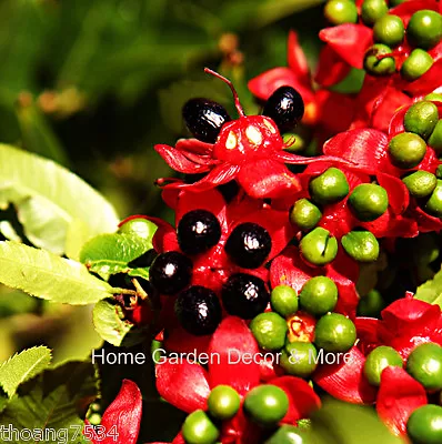 50 FRESH SEEDS Ochna Serrulata Mickey Mouse Plants Yellow Flowers Bonsai RARE • $15.19