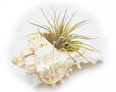 Murex Ramosus Shell Airplant Set (Tillandsia) 4  Coastal Beach Cottage Decor  • $9.99