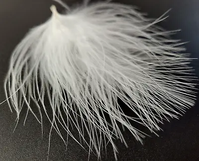 MARABOU BLOOD QUILLS - Fly Tying Feathers - WHITE - Woolly Bugger - 12 Pc. NEW! • $2.99