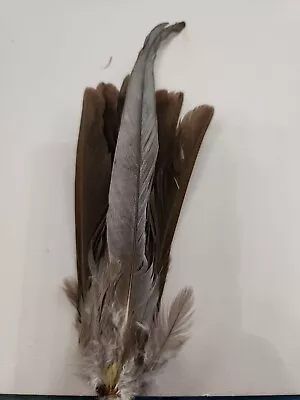 FS21 Full Grey Cockatiel 5 To 7  Tail Feather • $14.98