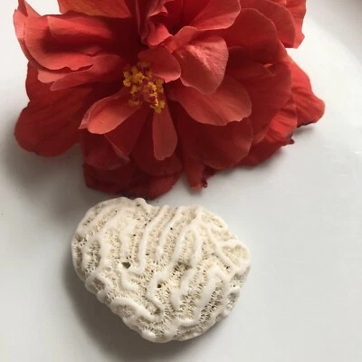 $20 • Buy Brain Coral Heart Beach Decor White Caribbean Fish Tank Rare Authentic Caribbean