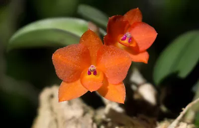 Mini Orchid Plant: Soph. Cernua - HO Species Select • $39.99