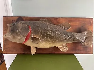 Vintage 1970’s Real Skin Largemouth Bass Fish Mount Trophy Taxidermy 22  • $101.25