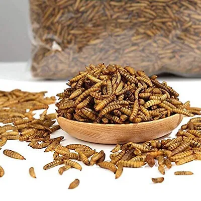 Lot Bulk Dried BSF Mealworms For Wild Birds Food Chickens Hen Fish Treats Food  • $51.99