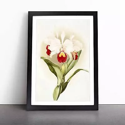 Magnolia Flowers Illustration Tab. 46 F. Sander Wall Art Print Framed Picture • $18.88