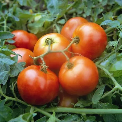 Tomato Seeds Ailsa Craig 40 Fresh Vegetable Seeds For Planting UK Salad Garden • £2.15