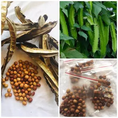 50+PCS Winged Bean Seeds  Four Angled DHAMBALA Dragon Been Seeds Free Shipping • $10.99