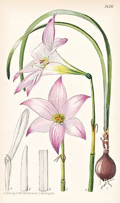 Habranthus Robustus Argentina Flower Botany Flower Botany Lithograph Curtis 9126 • $19.15