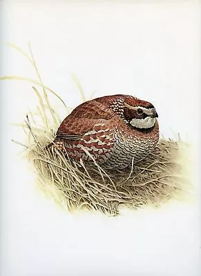 J F Lansdowne BOBWHITE QUAIL Wild Bird Illustration 1968 Vintage Bird Print • $23