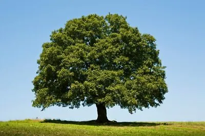 5 Big Healthy White Oak Tree Seeds For Planting • $9.29