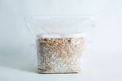 Grain Spawn 1Kg Mycelium Mushroom Culture- Multiple Species • $40