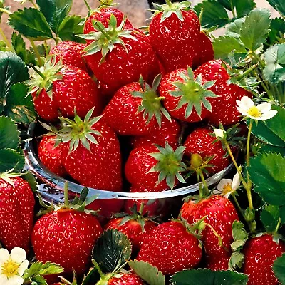 Strawberry Plant Variety: Milan *White Flowering Strawberry* • $3.49