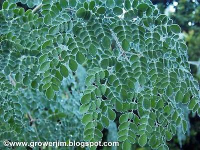 Moringa Oleifera 20 Seeds For Planting. Just Harvested! • $9.99