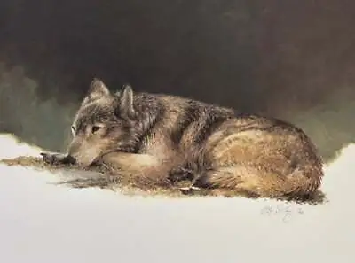 Morten Solberg - Timber Wolf Study - Male - S/N Lithograph - Signed - MINT • $85