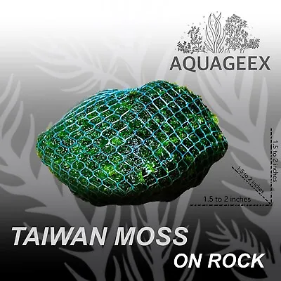 Taiwan Moss On Lava Rock Beautiful Easy Aquatic Moss Live Aquarium Plant Java • $10.99