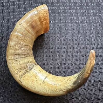 Cow Horn Old 5 1/2 Inch Great Condition • $9.99