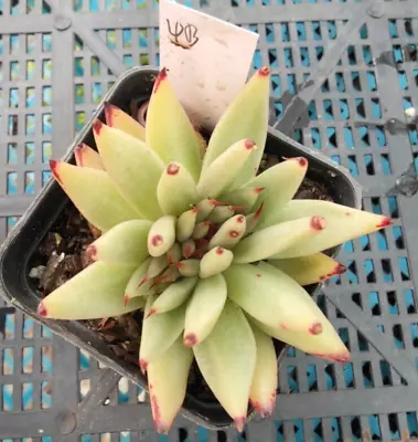 Echeveria Agavoides Corderoyi Cristata Ebony Crest  🏵️ 7cm Diameter • $15