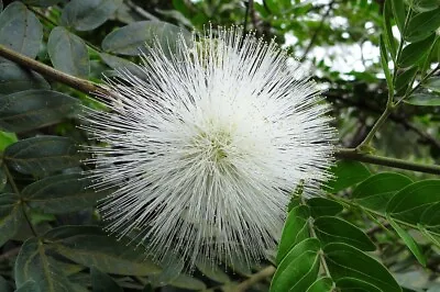 WHITE POWDER PUFF Tree Live Plant Calliandra Haematocephylla Alba Unique Flowers • $29.99