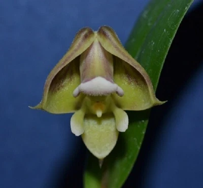 $40 • Buy ORCHID   Polystachya    African Species Flowering Size