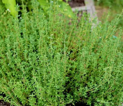 £0.99 • Buy Thymus Vulgaris Winter Thyme 1100 Seeds Perennial + FREE REUSABLE PLANT LABEL 