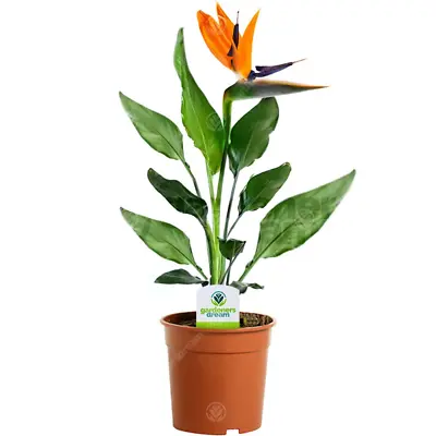 Strelitzia - 1 Plant - House / Office Live Indoor Potted Plant Tree In 12cm Pot • £15.99