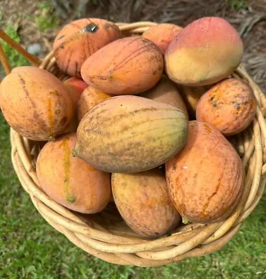 SUPER JULIE Grafted Rare MANGO Tree 3Gal Pot Ready To Fruit Ship UPSOvernight • $139