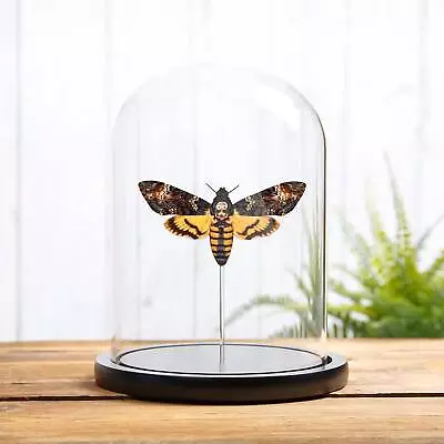 Death's Head Hawk Taxidermy Moth In Glass Dome (Acherontia Atropos) • $69.45