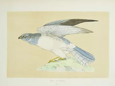 £4.99 • Buy Hen Harrier, 1850s Antique Bird Print By Rev Morris, Hand Coloured