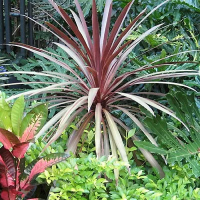 1 X Cordyline 'red Star' Evergreen Tree Cabbage Palm Hardy Garden Plant In Pot • £11.99