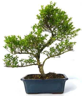 Very Large Ilex Bonsai Tree Informal Upright - Supplied In A Ceramic Pot • £177.10