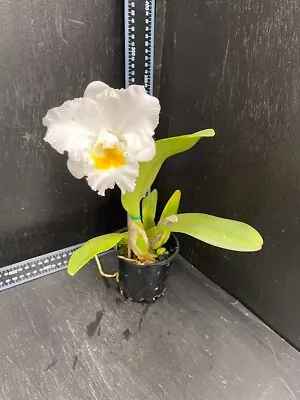 Quality Cattleya Orchid Rlc. Burdekin Bells X Rth. Rosella Bells For Sale • $29