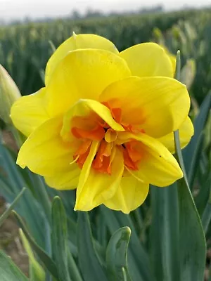 10 Daffodil 'Tahiti' Bulbs (Free Postage UK) • £14.50