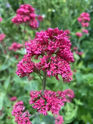 6 X Red-spur Valerian Centranthus Ruber Plant Cottage Rooted Garden Rockery • £6.99