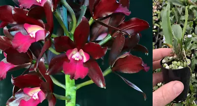 RON Cattleya Orchid Ctt. Sagarik Wax  'Dark Africa' MERICLONE 50mm Pot Size • $12