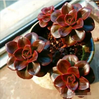 Melaco/ Burgundy Pearls 4cm Diameter Echeveria  • $6