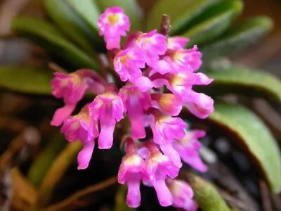 $35 • Buy Species Orchid - Schoenorchis Fragrans - Mature Seedling