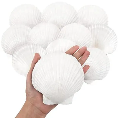 10PCS Large Natural Scallop Shells 4''-5'' Large Shell For Crafts DIY Paint... • $23.35
