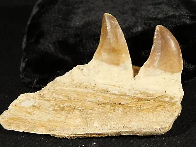 100 Million Year Old! Mosasaurus JAW Fossil With TWO Fossil TEETH 63.0gr • $29.99