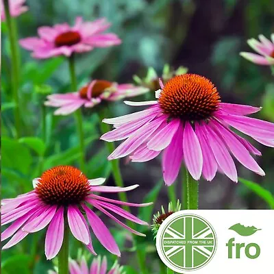 Organic - Echinacea - 25 Seeds - Echinacea Purpurea - Fast Uk Dispatch ✅ • £2.49