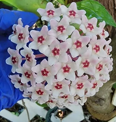 Hoya Carnosa Krimson Queen Live Plant~Variegated Hoya Carnosa 5  Tall In 3  Pot • $6.99