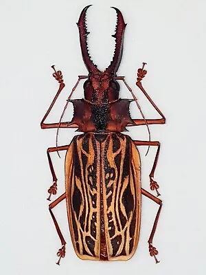 Macrodontia Cervicornis Male Huge!!! 134mm+ Fantastic Color!!! Cerambycidae Peru • $199.99