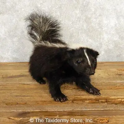 $605 • Buy #18792 E+ | Striped Skunk Standing Life Size Standing Taxidermy Mount - Hooded