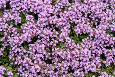 £4.99 • Buy Purple Creeping Thyme Herb Vegetable Seeds Thymus Serpyllum Approx. 1750 Seeds