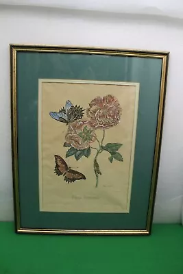 Late 18th Century Hand Coloured Engraving Titled Rosa Sinensis P. Slayter Sculp • £54.95