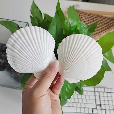 16PCS Shells For Crafts 3-4 White Scallop Shells For Baking 16pcs 3-4 • $16.08