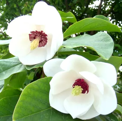 12 COLOSSUS OYAMA MAGNOLIA SEEDS - Magnolia Sieboldii 'Colossus • $6.50