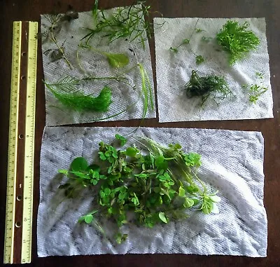 Sampler Pack 10 Species Nano Low Tech Plants Live Trims Aquarium Beginner Kit  • $29.99