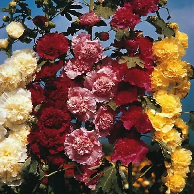 Hollyhock Chaters Double Mix Appx 200 Seeds Alcea Rosea • £1.19