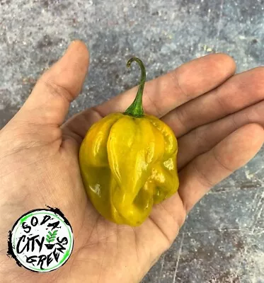 Mustard Moruga Scorpion Pepper Seeds 10+ SHIPS FREE! • $4.99