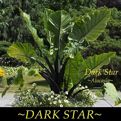 ~DARK STAR~ Alocasia HUGE BLACK Elephant Ear Live Sml Potd Starter Plant • $24.99